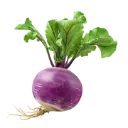 Turnip